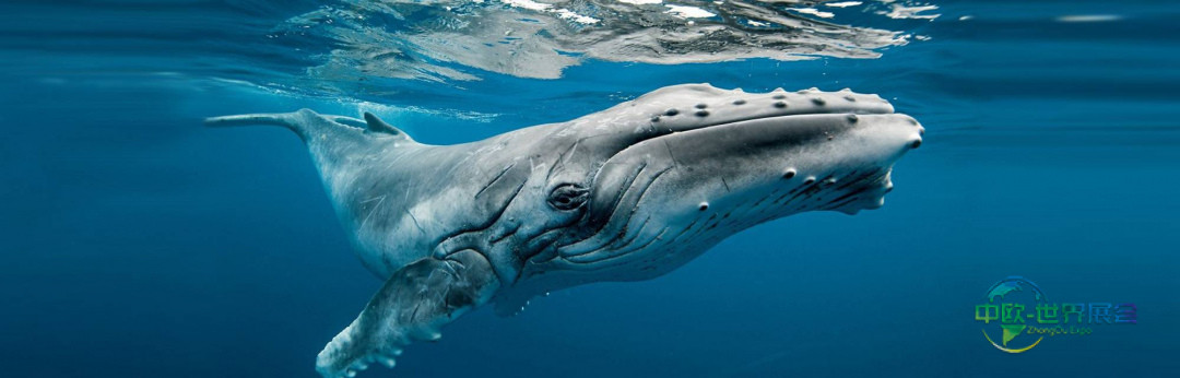 中国香港国际潜水展：亚洲顶级品牌盛会