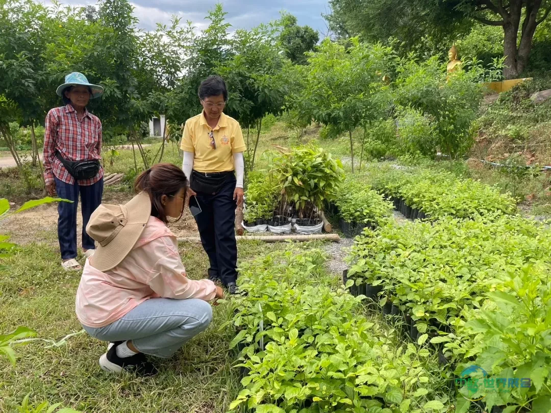 2026泰国国际木工展聚焦可持续造林项目