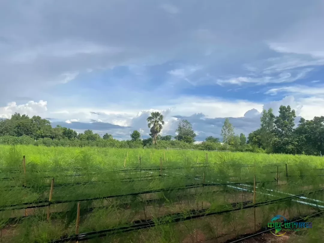 2026泰国国际木工展聚焦可持续造林项目