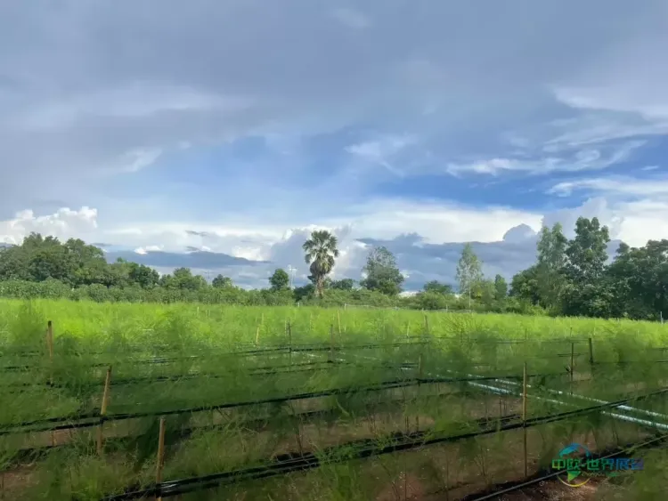 2026泰国国际木工展聚焦可持续造林项目