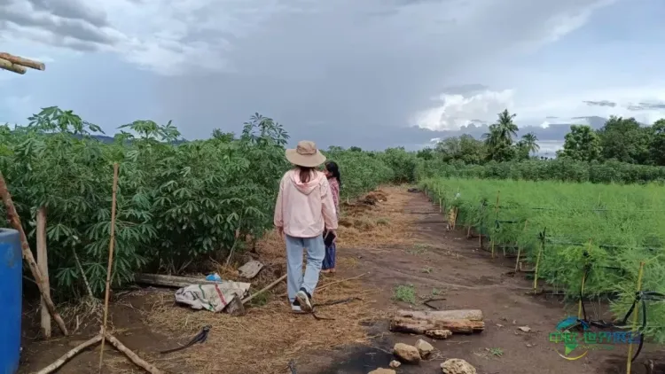 2026泰国国际木工展聚焦可持续造林项目