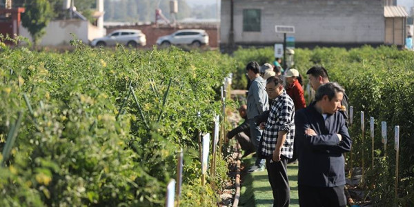 云南元谋这场博览会颇具乡土气息