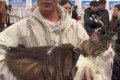 2025全球宠物展上巨型缅因猫亮相！