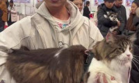 2025全球宠物展上巨型缅因猫亮相！