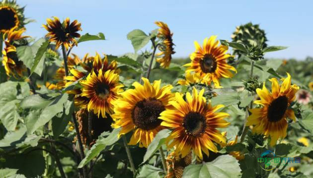 2026年阿拉伯联合酋长国迪拜国际食品加工机械展览会：以葵花籽粉为基础的“纯素肉”