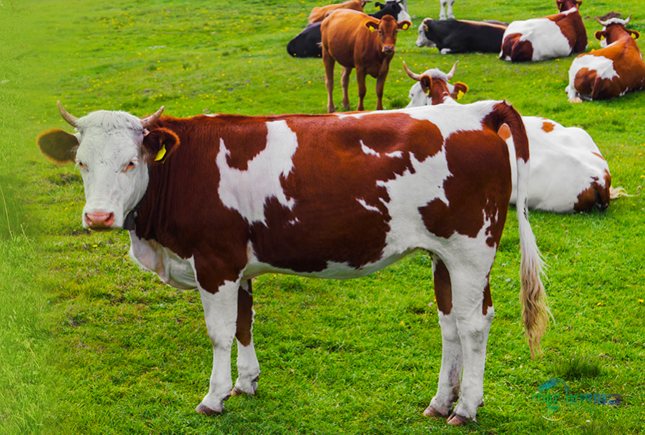 2025年美国国际天然健康原料展明日启幕，陕西富恒生物FocusHerb邀您共探创新合作商机