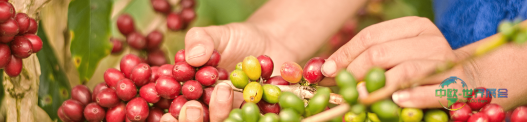 2026年意大利里米尼国际餐饮和酒店业食品及加工展览会：聚焦可持续发展