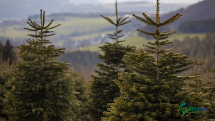 2026德国圣诞展首秀天然圣诞树