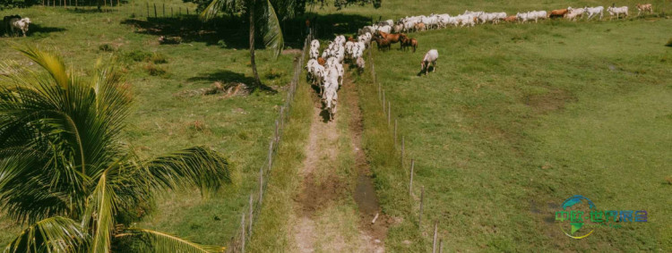 2026法国巴黎农展选定Biguine为吉祥物