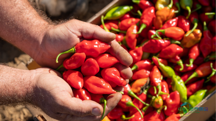 法国巴黎美食展：品味独特风味