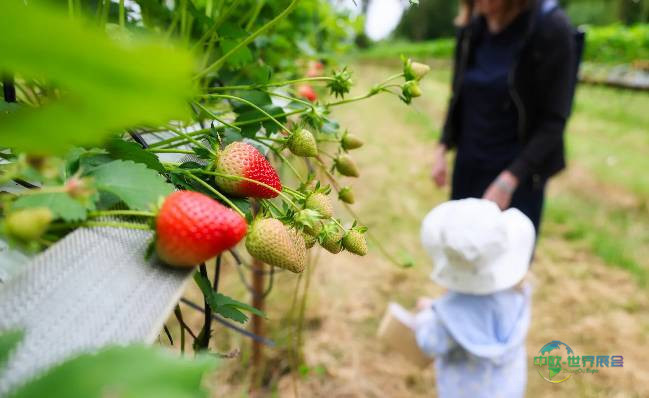 2026年英国伯明翰国际创新农业展览会：农场如何实现多元化发展并蓬勃发展