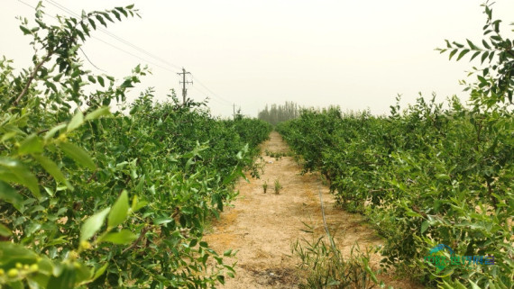 新疆经济观察丨无垠沙海孕育生态产业链