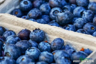 2026云南农资植保博览会