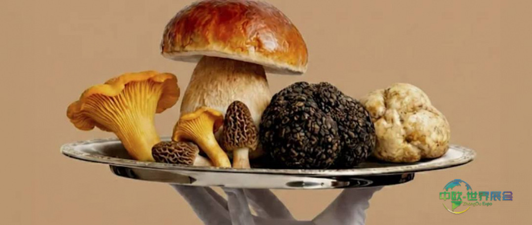 2026年意大利佛罗伦萨国际美食展览会：越来越国际化