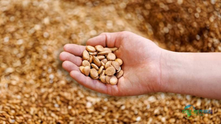 德国科隆国际食品展：Savor重新定义脂肪生产