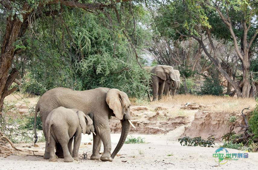 2026年俄罗斯莫斯科国际旅游观光展览会：非洲的“灵魂”与俄罗斯市场相遇