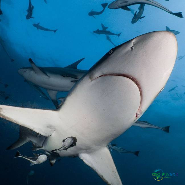 2026巴黎海洋沙龙邀您探索深海世界