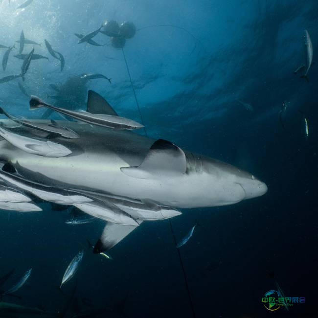 2026巴黎海洋沙龙邀您探索深海世界