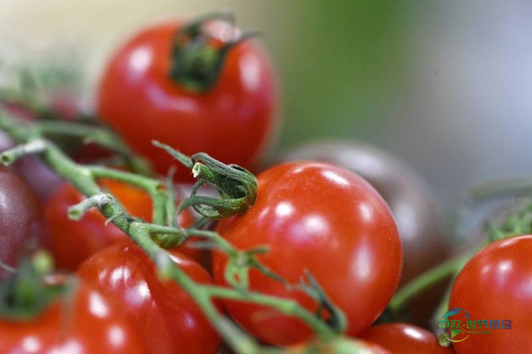 2026年英国伯明翰食品饮料展：行业动态与创新成果