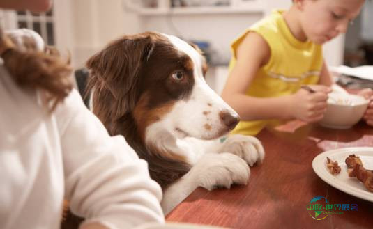 2026年德国法兰克福国际健康食品配料和天然配料展览会：聚焦食品与饮料创新