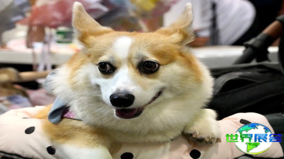 2026年香港宠物用品高端展门票购买渠道指南