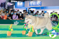 京宠展(Pet Fair Beijing)2026门票购买渠道