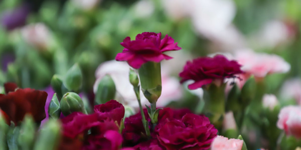 埃塞俄比亚花卉园艺贸易展销会开幕(5)