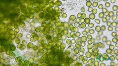 2026年德国法兰克福国际健康食品配料和天然配料展览会：预测性食品设计受限于数据匮乏