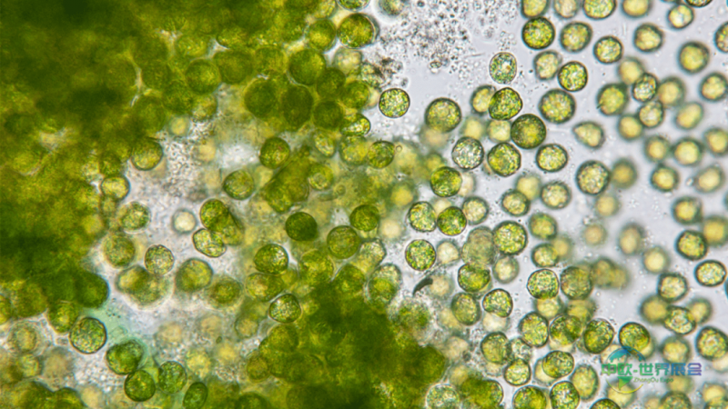 德国健康食品配料展：食品行业前沿AI预测设计、微藻应用与循环创新趋势