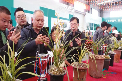 兰香雅韵汇知音 茶兰共舞振乡村 2026湖北随县第七届兰花博览会暨随州兰花茶新品发布盛会隆重开幕