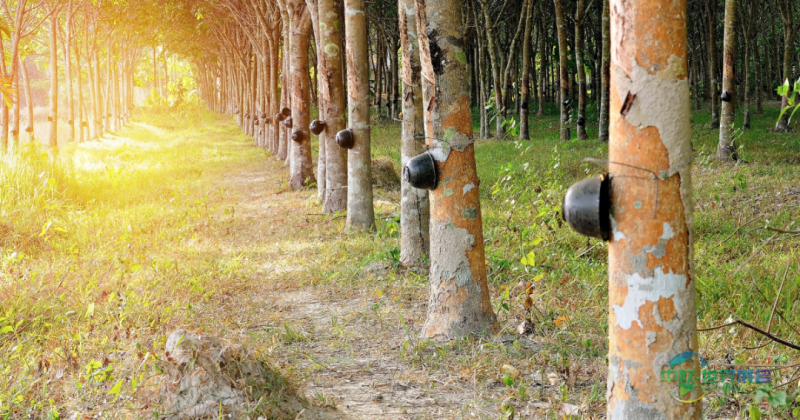 越南国际轮胎橡胶展2026聚焦全球商贸