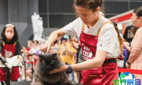 2026年新加坡猫展(Asia Cat Expo)门票申请方式与价格详情