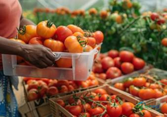 塞内加尔达喀尔国际食品加工展览会：聚焦SIAGRO 2226，汇聚全球农业专业观众共促产业创新