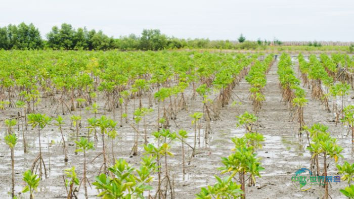 AQD-mangrove-seedlings-700x394px