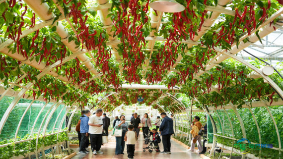 第二十七届中国(寿光)国际蔬菜科技博览会开幕