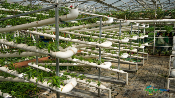 第二十七届中国(寿光)国际蔬菜科技博览会开幕(3)