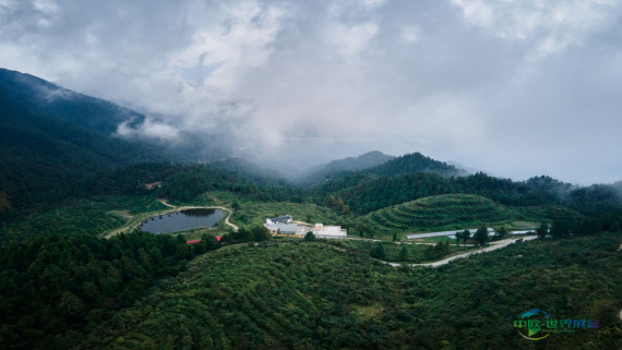 湖北通山：一片茶叶的成长，一条产业链的深化，一方水土的振兴