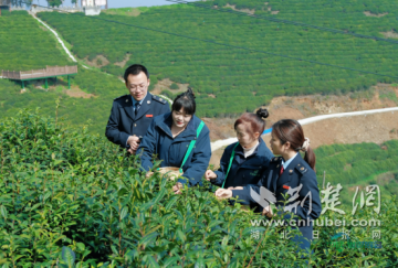 茶山披绿装 农民鼓钱袋 谷城税务“春风”助力“茶经济”